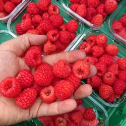 himbeeren-in-kiste.jpg