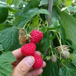 himbeeren-mit-finger.jpg