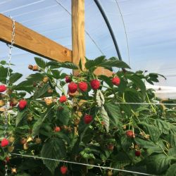 himbeeren-in-plantage.jpg