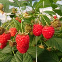 himbeeren-am-stock.jpg